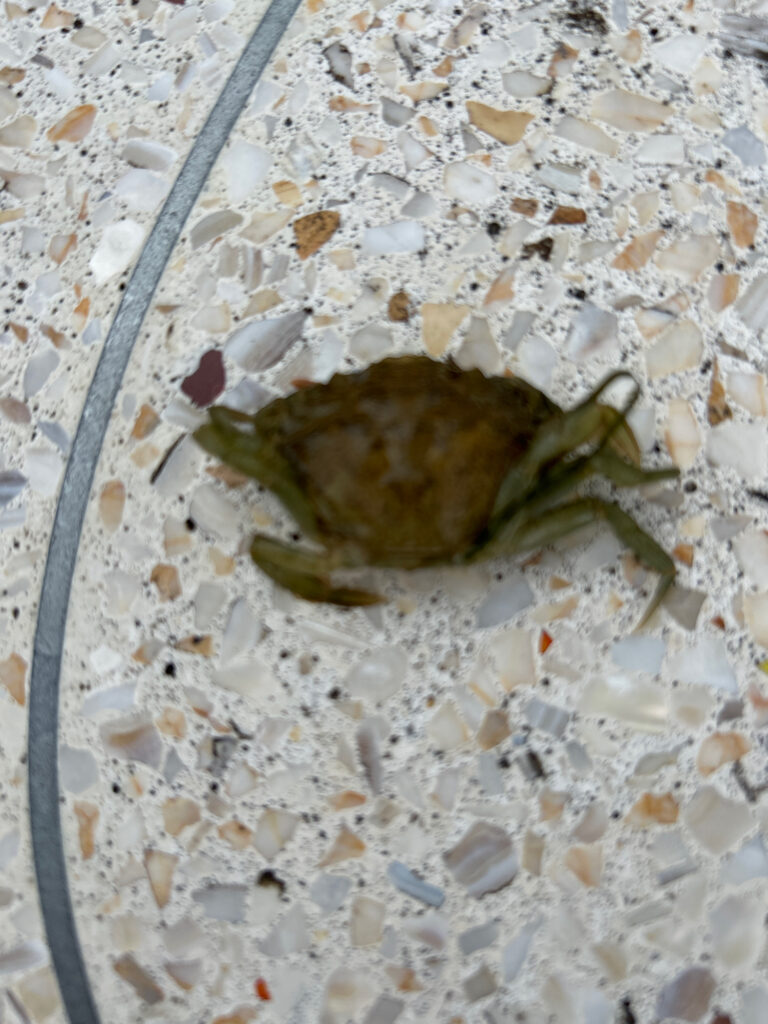 a frog on a rock (MyCoast AI)