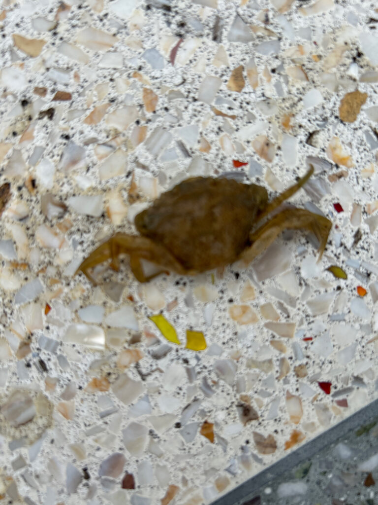 a brown frog on a white surface (MyCoast AI)