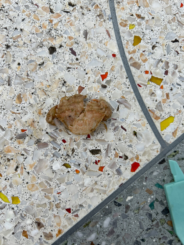 a pile of small brown objects on a grey surface (MyCoast AI)