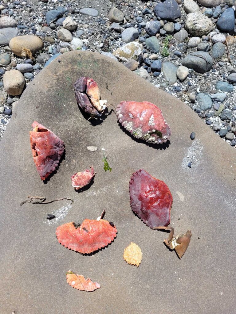 a group of colorful rocks on a beach (MyCoast AI)
