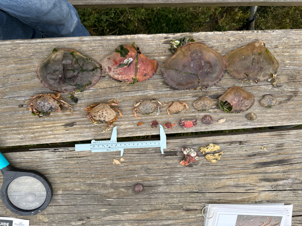 a group of turtles on a wooden surface (MyCoast AI)