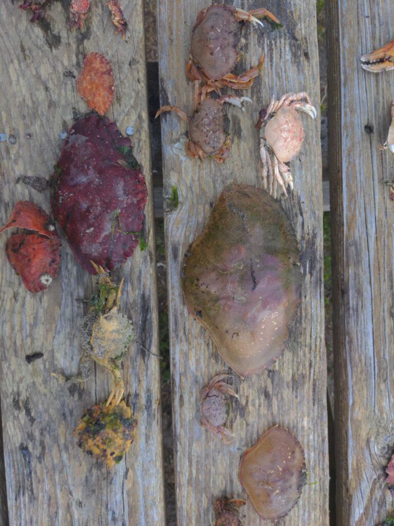 a group of dried flowers (MyCoast AI)
