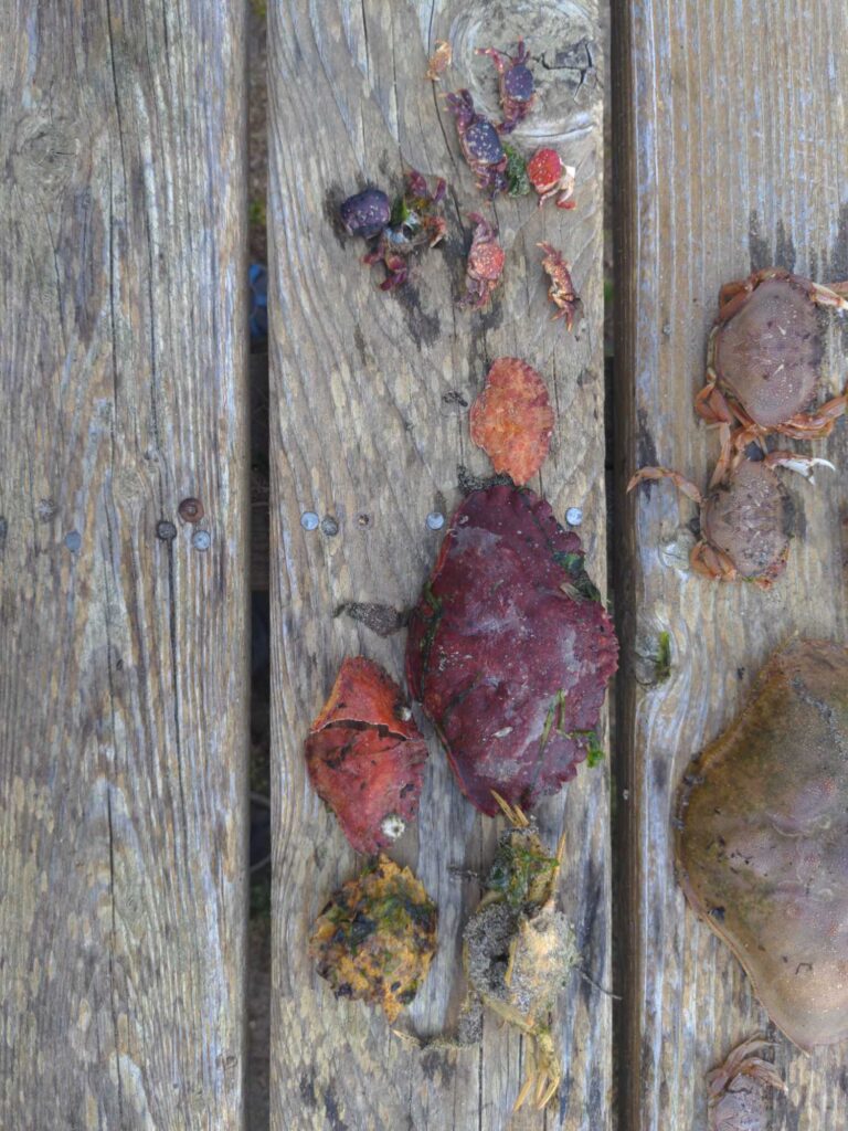 a wood fence with a bunch of leaves and flowers on it (MyCoast AI)