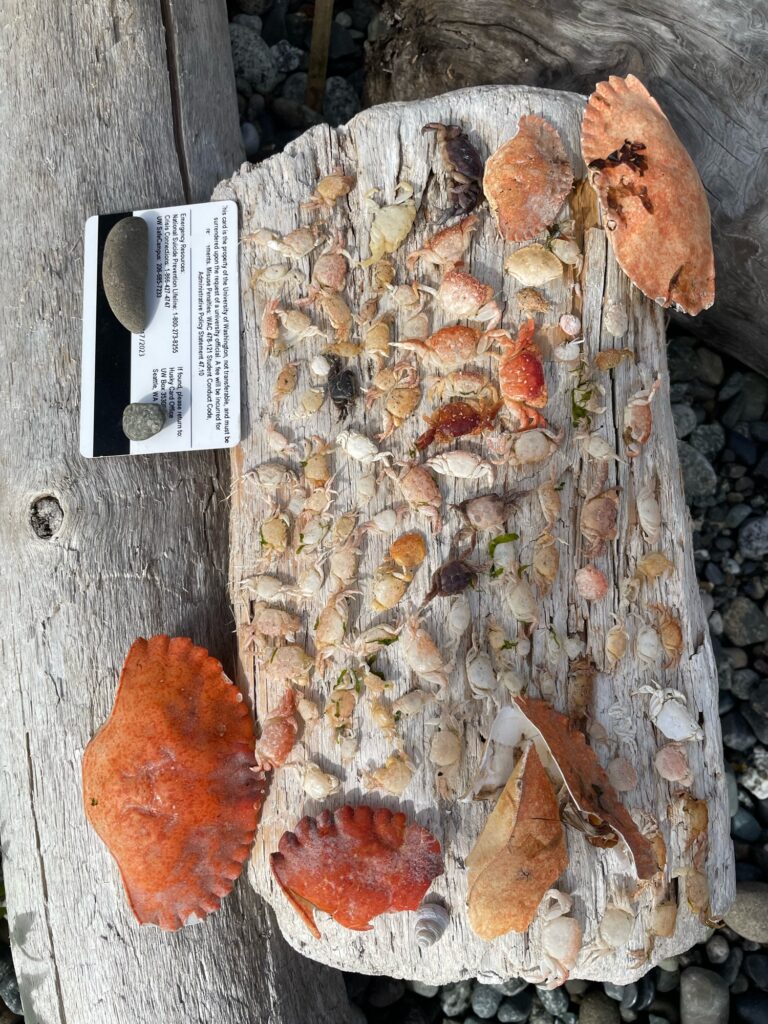 a pile of wood (MyCoast AI)