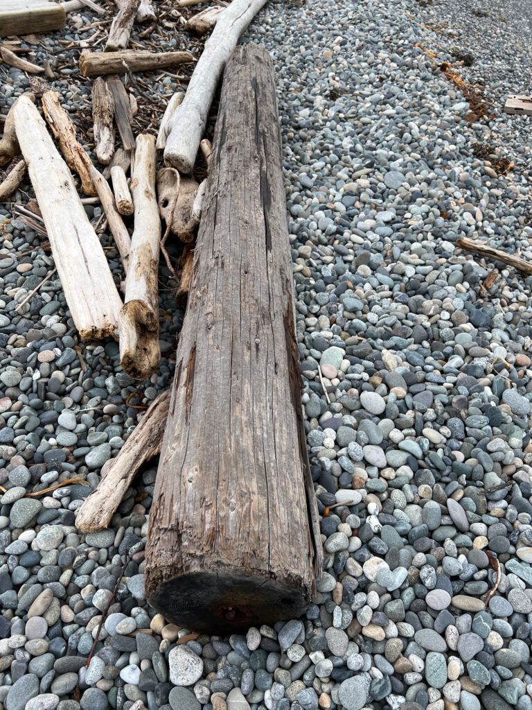 a log on a rocky surface (MyCoast AI)