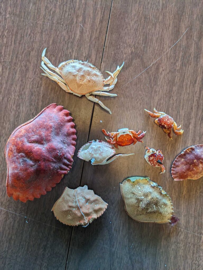 a group of sea shells (MyCoast AI)