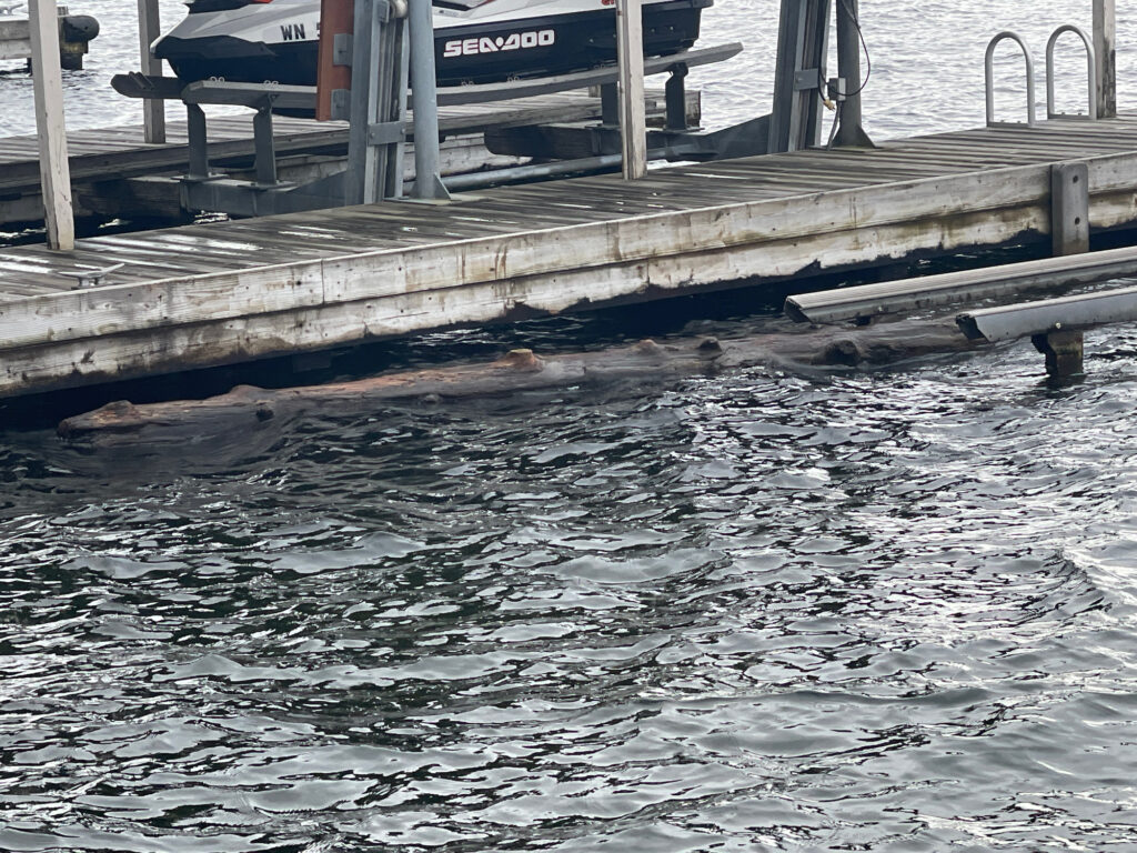 a dock with a boat in the water (MyCoast AI)