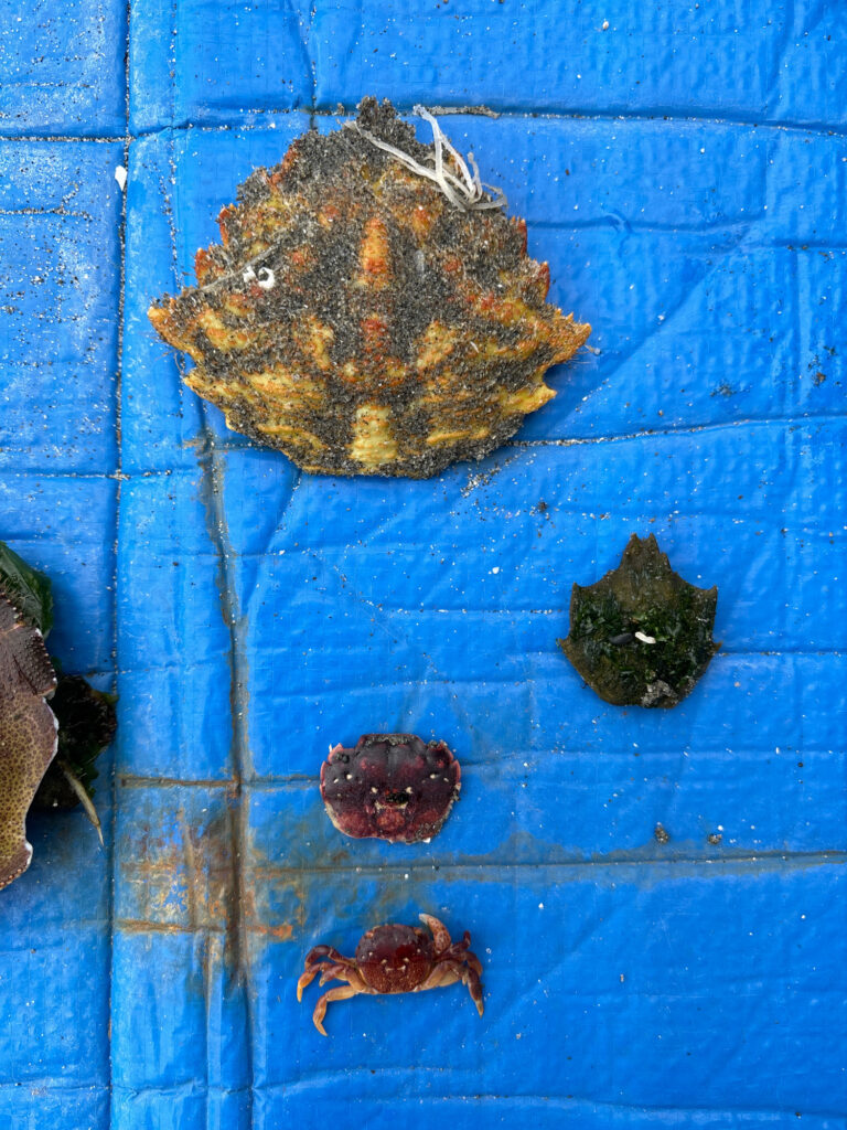 a group of brown objects on a blue surface (MyCoast AI)
