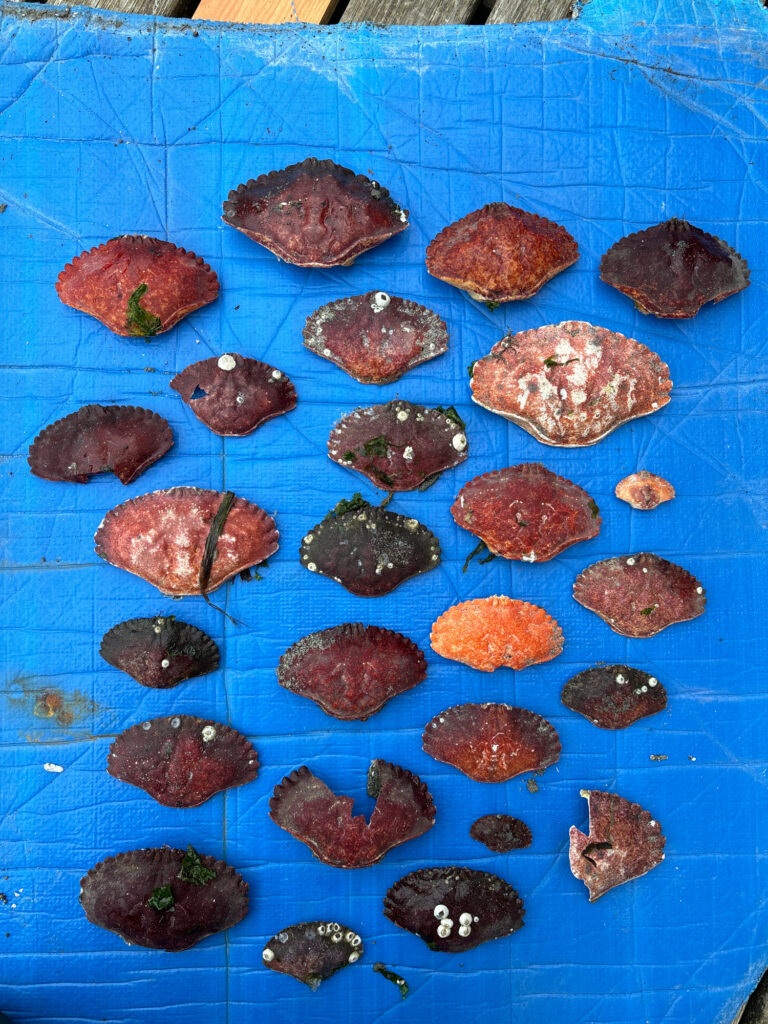 a group of small rocks on a blue surface (MyCoast AI)