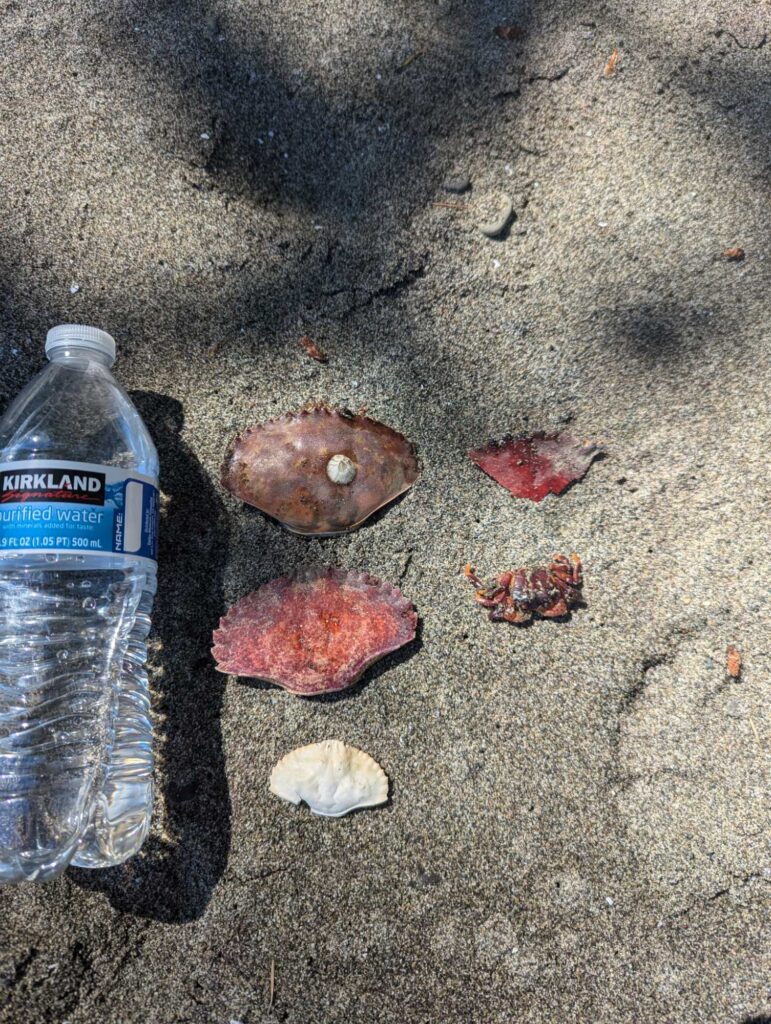 a bottle of water and a shell on the ground (MyCoast AI)