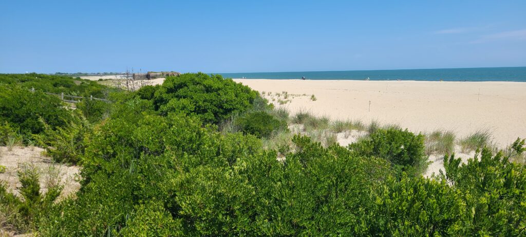 a sandy beach with trees (MyCoast AI)