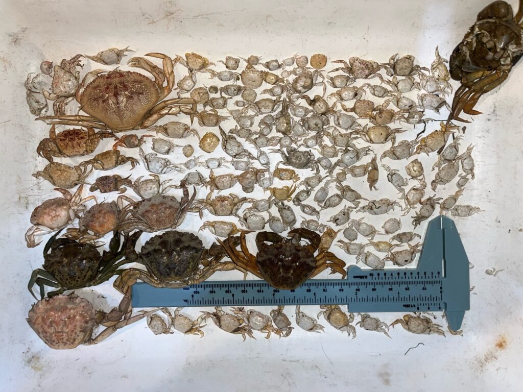 a box of rocks (MyCoast AI)