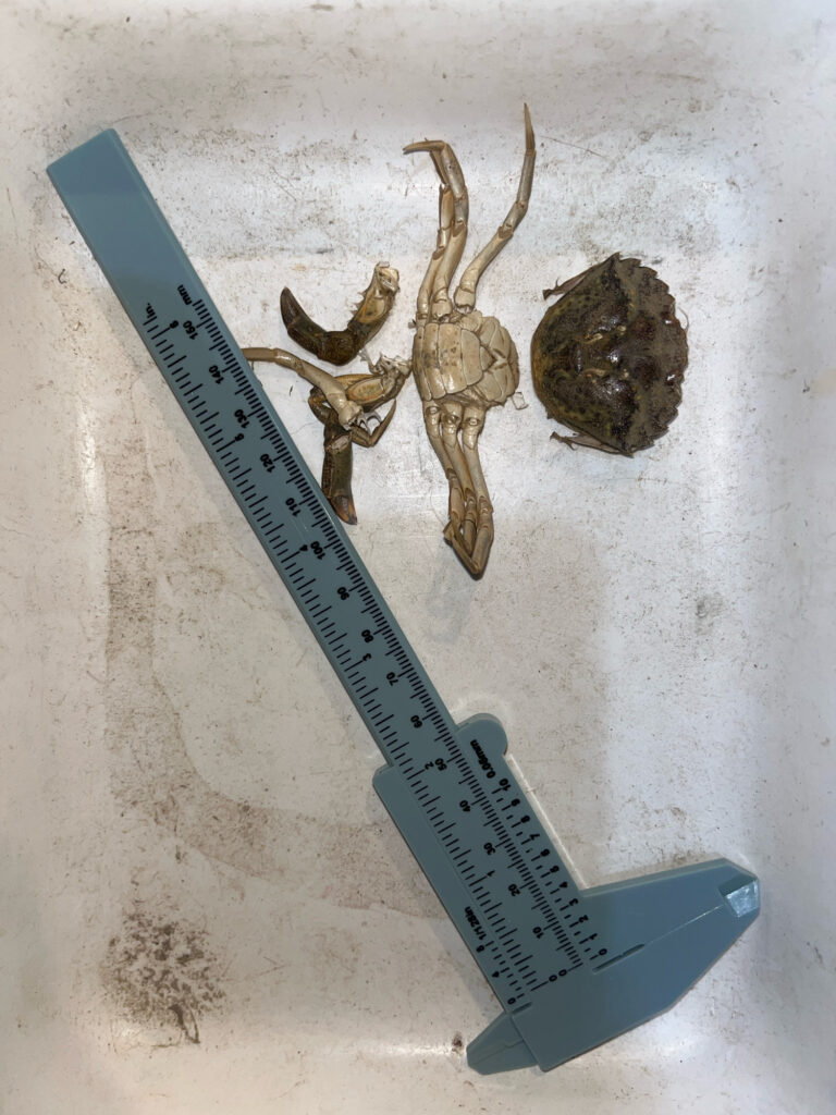 a ruler next to a pair of antlers (MyCoast AI)