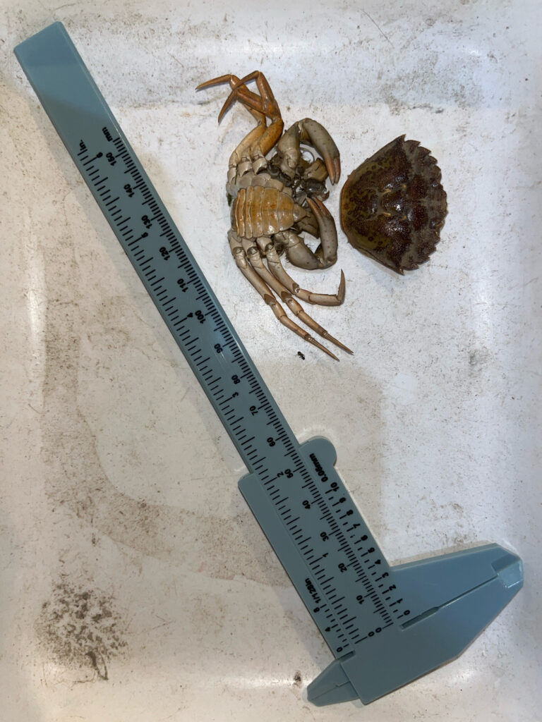a close-up of a ruler and a bug (MyCoast AI)