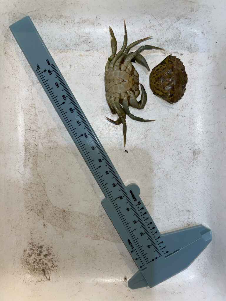 a close-up of a knife and a fossil (MyCoast AI)