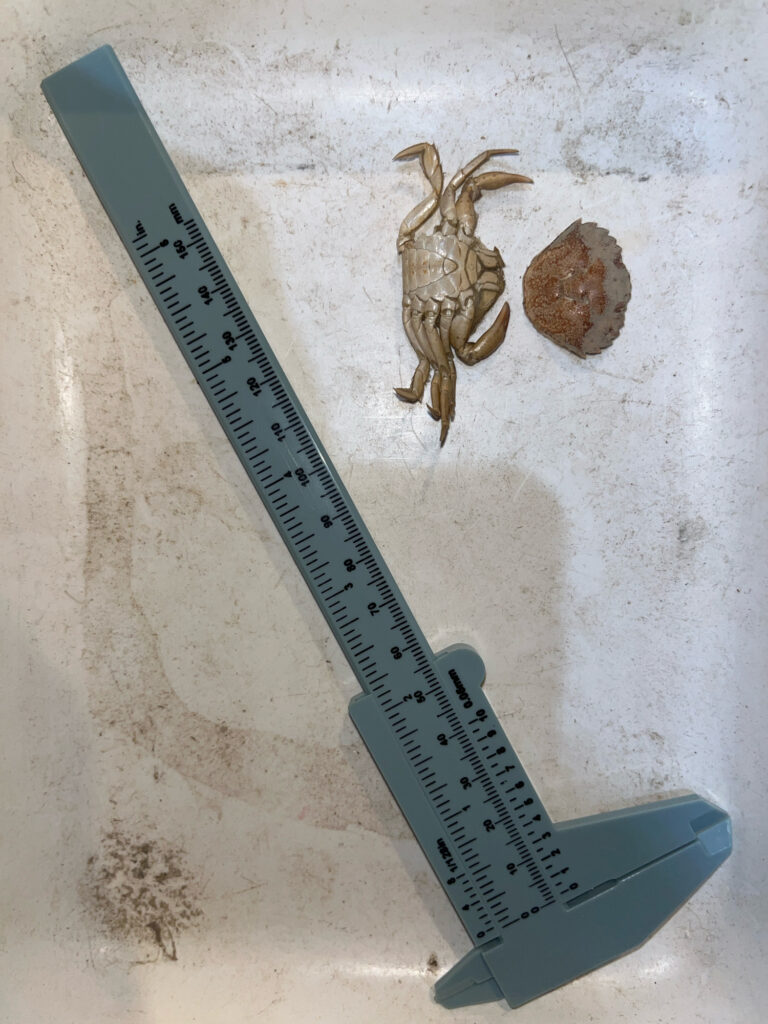 a knife next to a ruler (MyCoast AI)