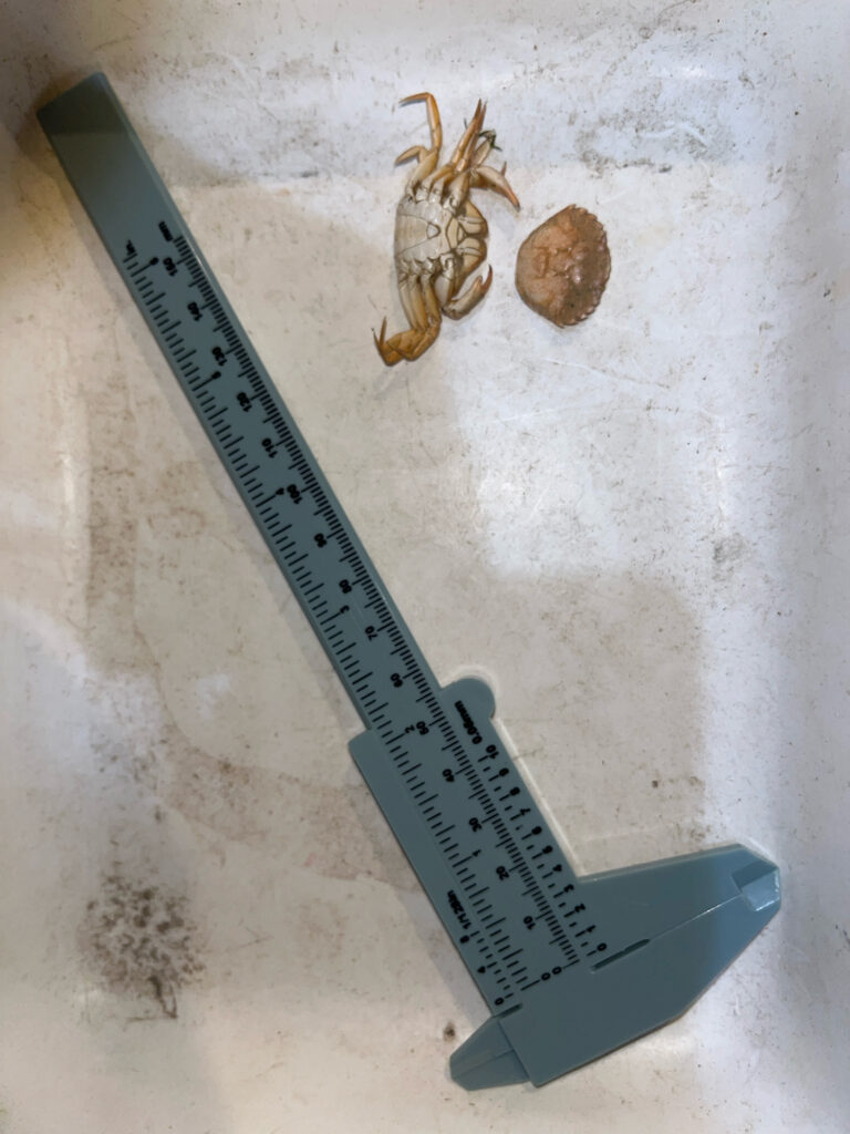 a ruler and a ruler (MyCoast AI)