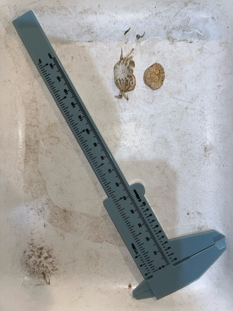 a lizard on a piece of paper (MyCoast AI)