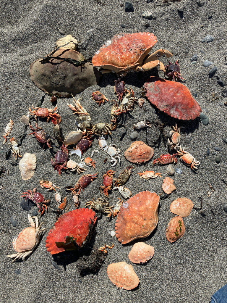 a group of leaves on the ground (MyCoast AI)