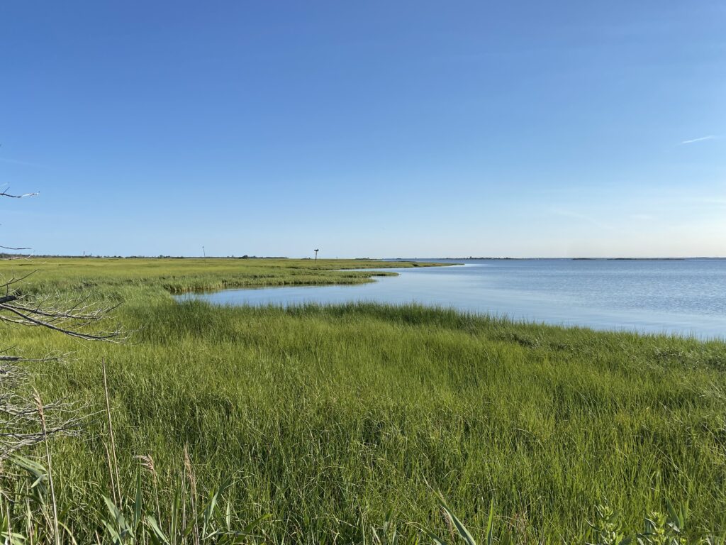 a grassy area with water in the background (MyCoast AI)