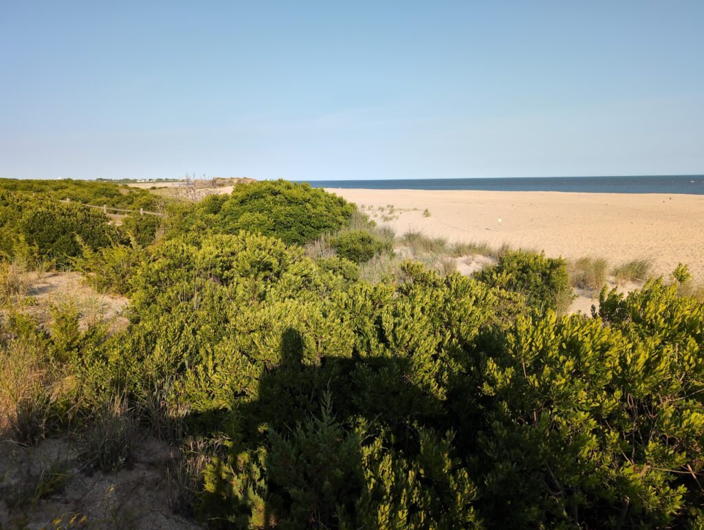 a sandy beach with bushes (MyCoast AI)