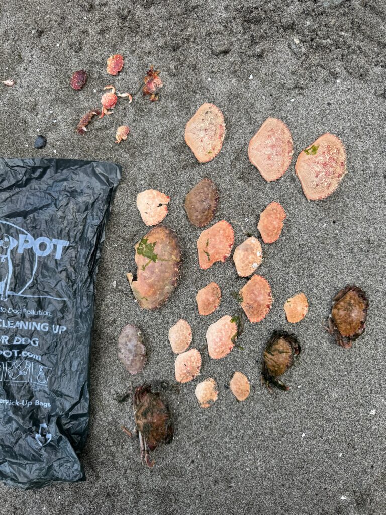 a group of brown objects on a concrete surface (MyCoast AI)