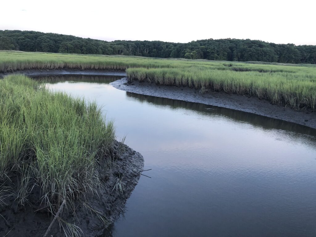 a river with grass and trees (MyCoast AI)
