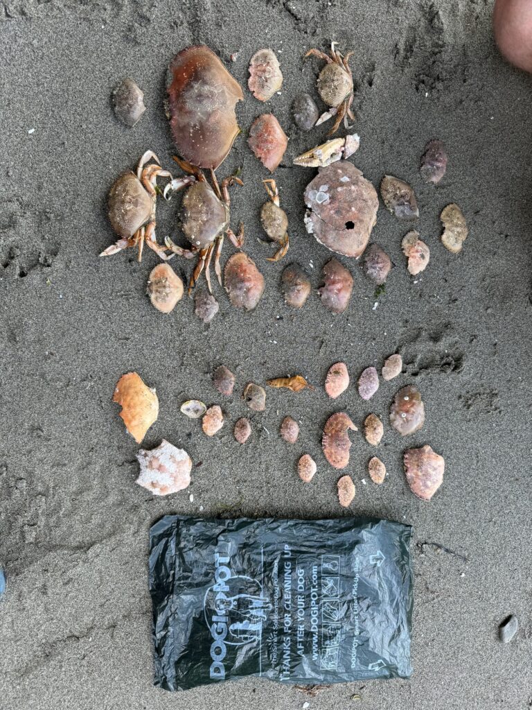 a pile of rocks (MyCoast AI)