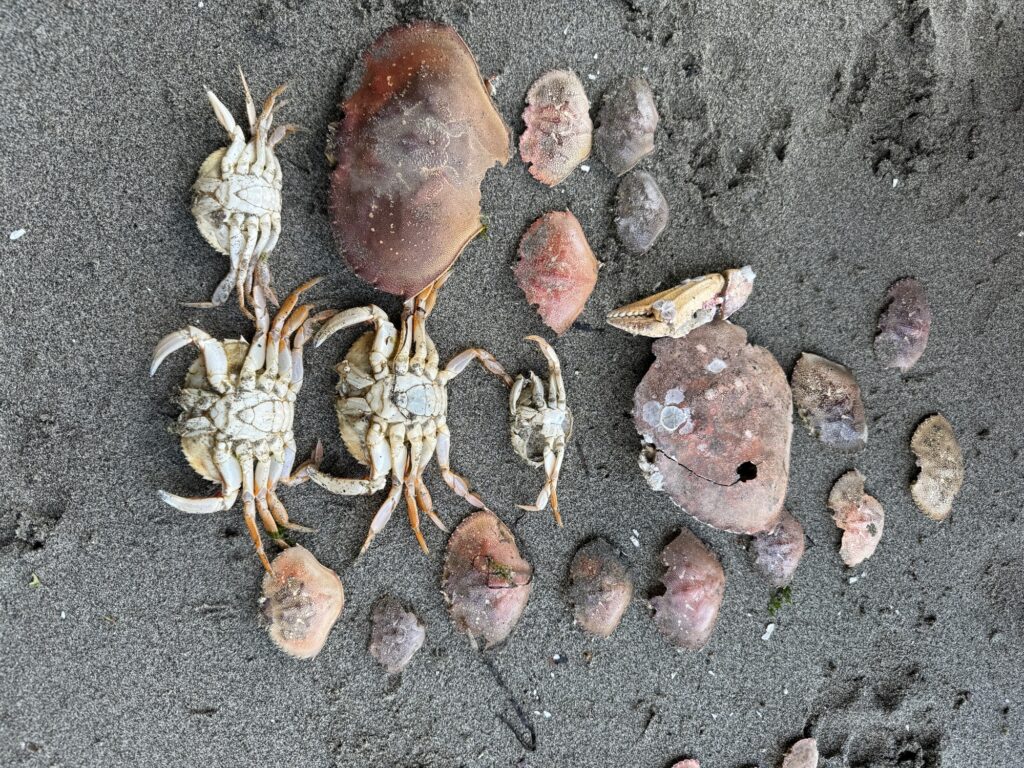 a crab on the sand (MyCoast AI)