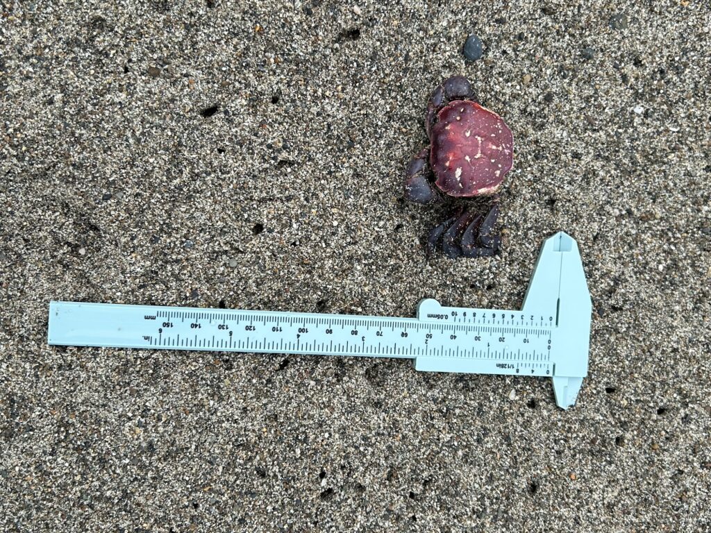 a crab next to a ruler (MyCoast AI)