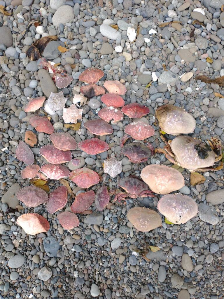 a group of small rocks (MyCoast AI)
