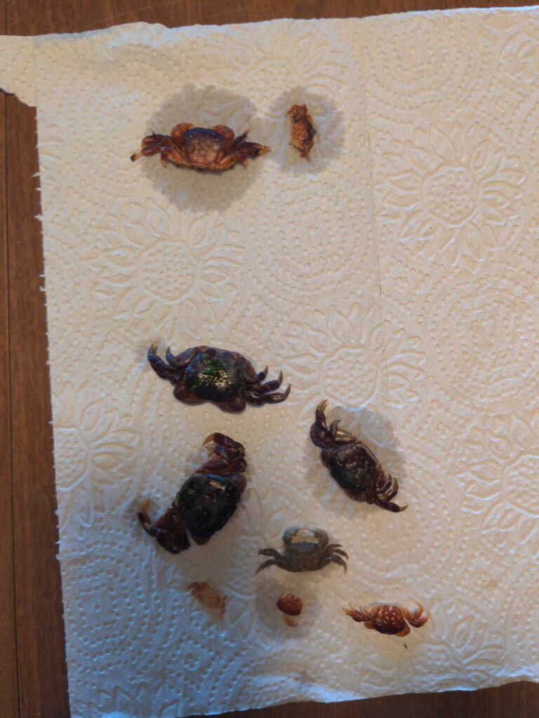 a group of snails on a paper (MyCoast AI)