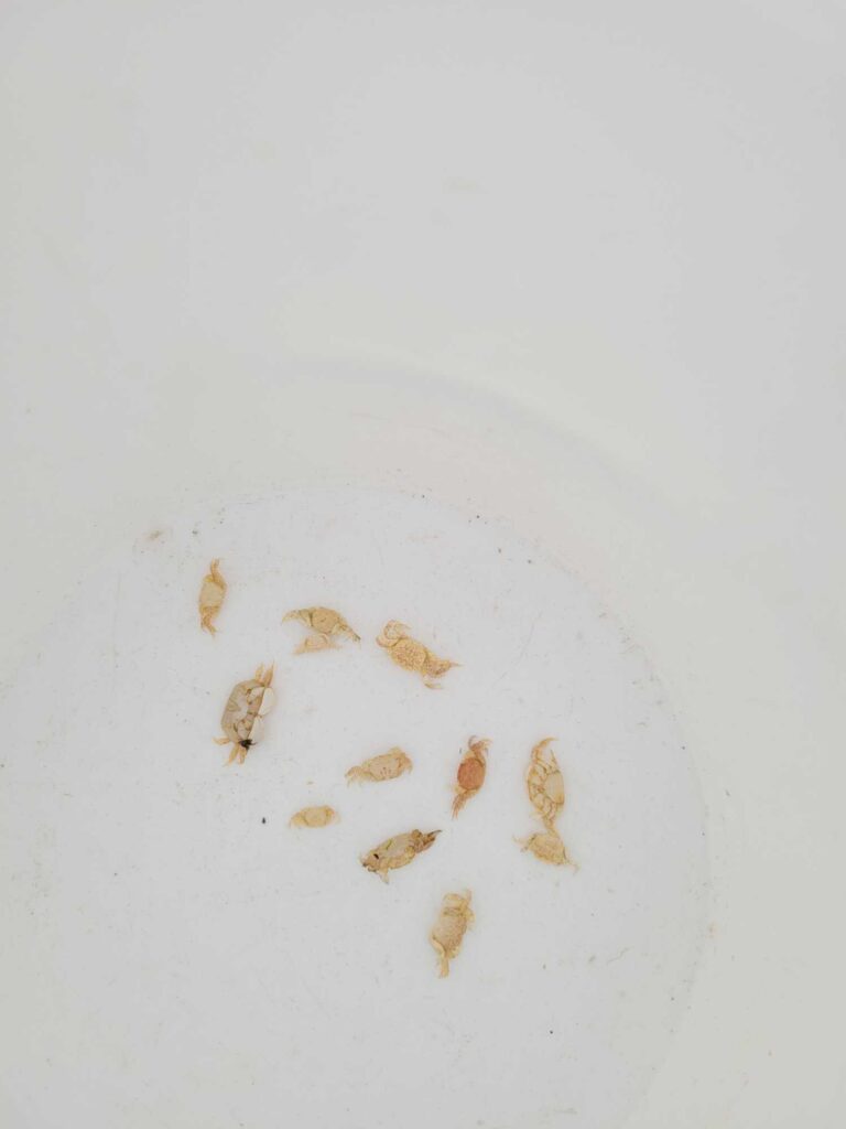 a group of small brown objects (MyCoast AI)