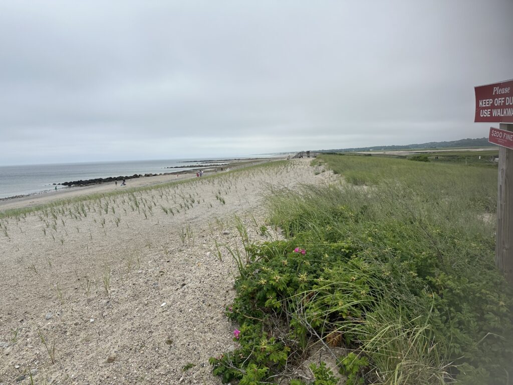 a beach with grass and sand (MyCoast AI)