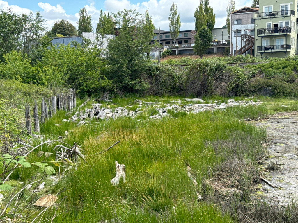 a dog running in a grassy area (MyCoast AI)