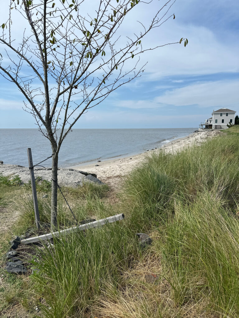 a tree on a beach (MyCoast AI)