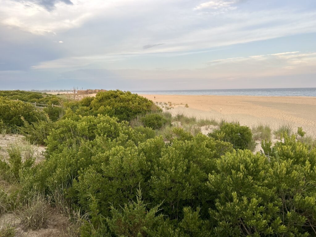 a landscape with bushes and trees (MyCoast AI)