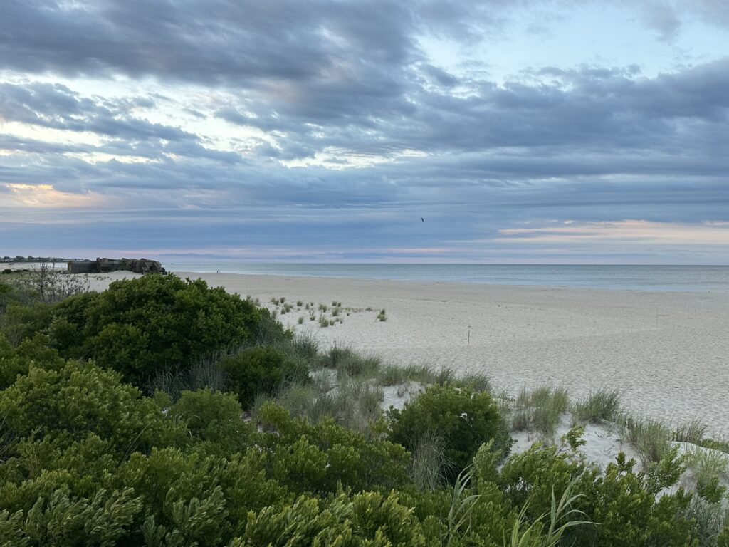 a beach with bushes and trees (MyCoast AI)