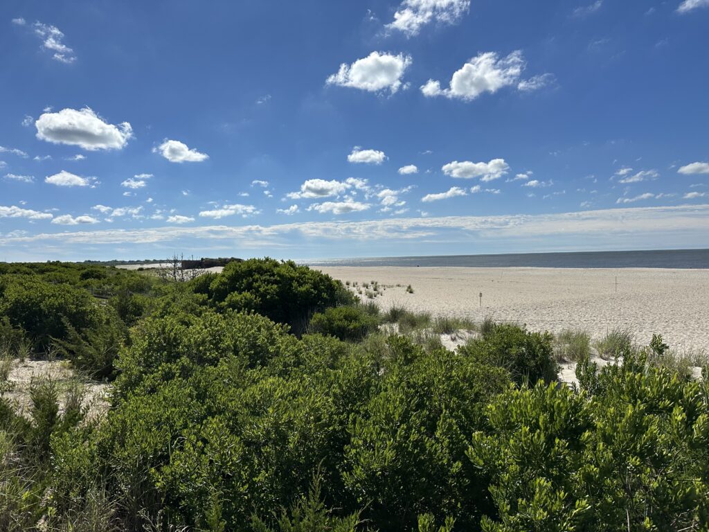 a beach with trees and bushes (MyCoast AI)