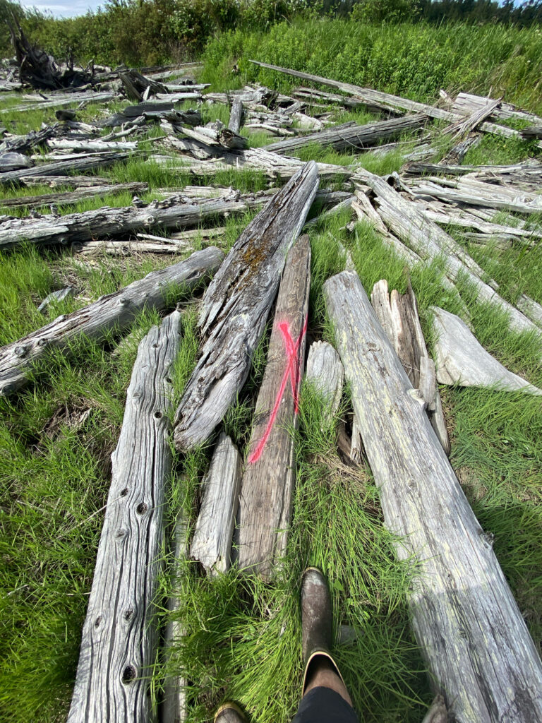 a pile of cut down trees (MyCoast AI)