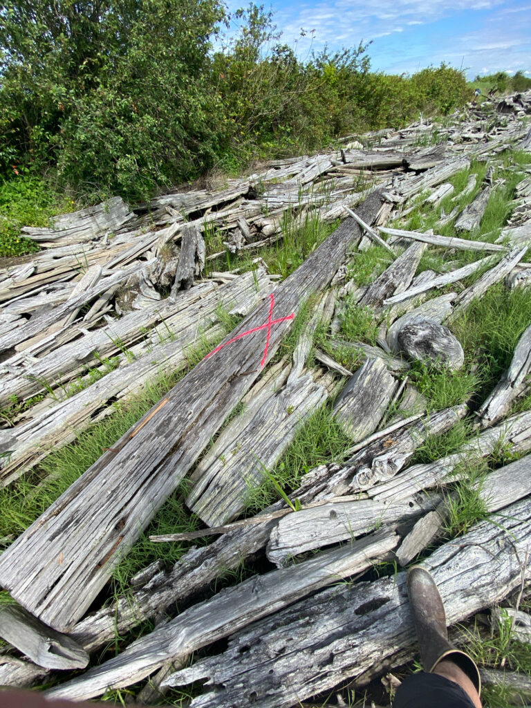 a pile of cut down trees (MyCoast AI)