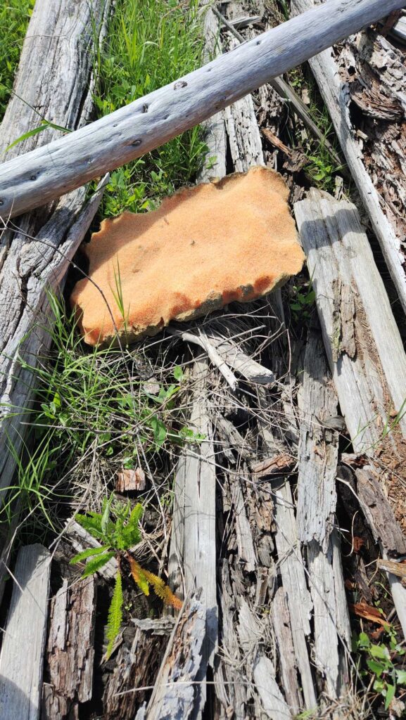 a mushroom growing on a tree stump (MyCoast AI)