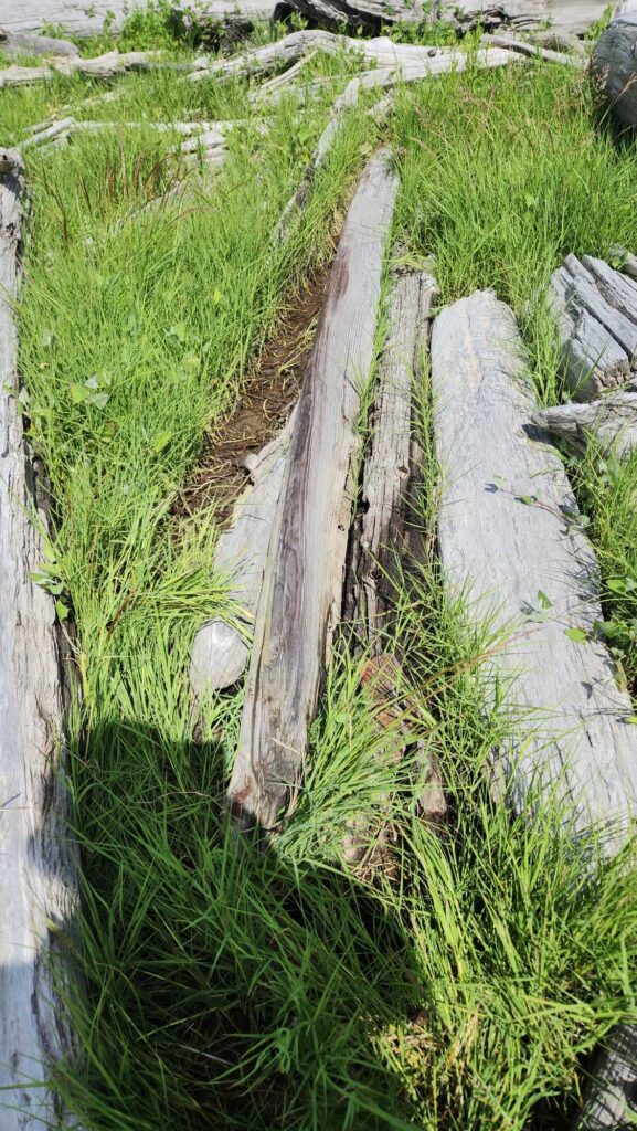 a close-up of a ditch (MyCoast AI)
