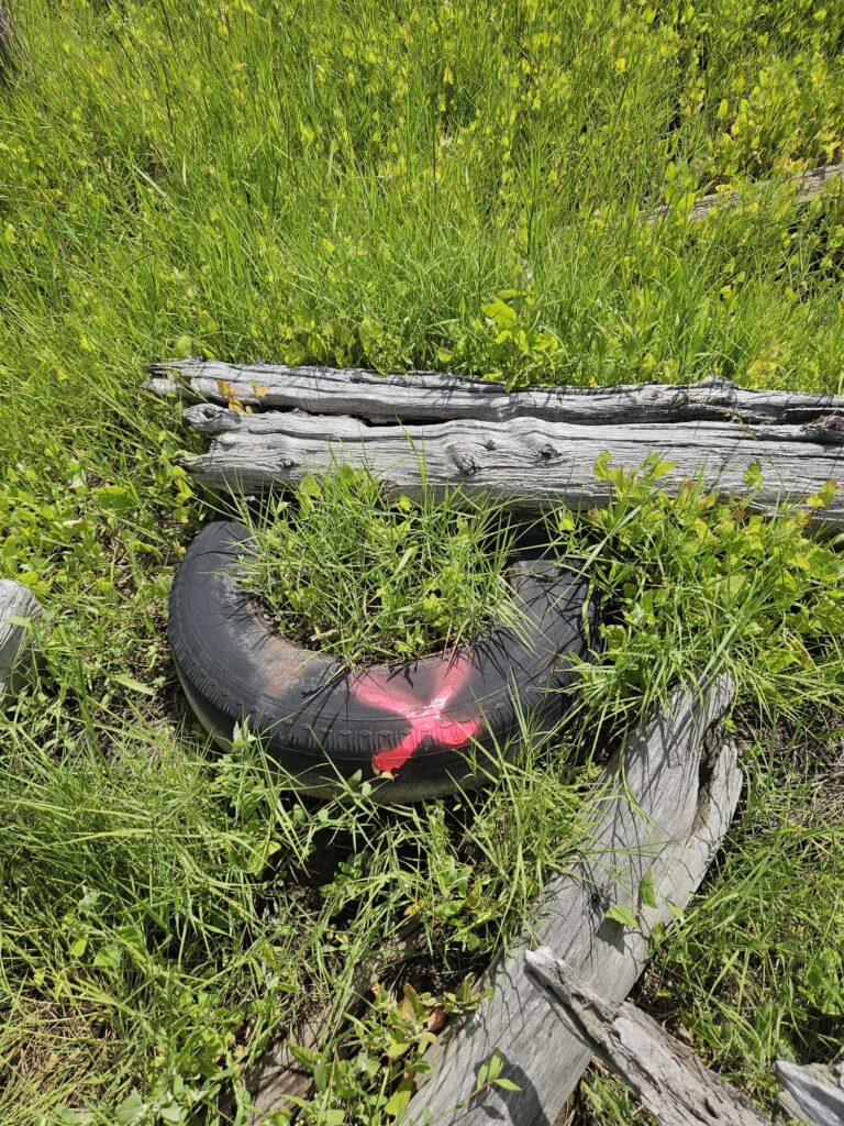a snake on a log (MyCoast AI)