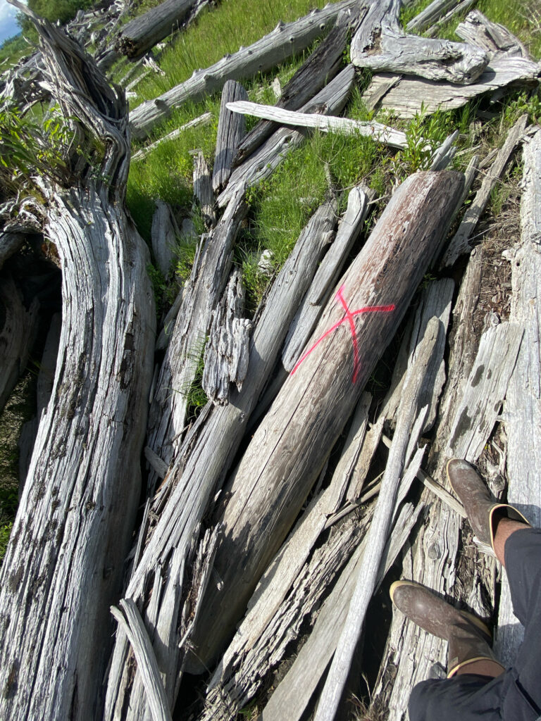 a tree stump with a red and white stick stuck in it (MyCoast AI)