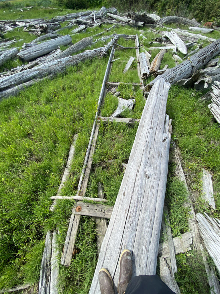 a group of sheep on a wooden bridge (MyCoast AI)