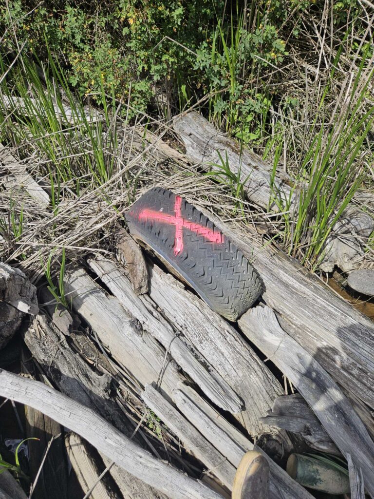 a shoe on a log (MyCoast AI)