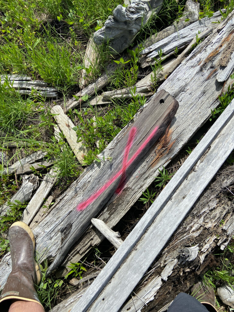 a red and white snake on a log (MyCoast AI)