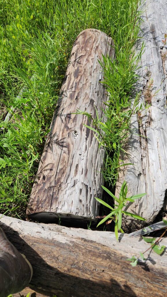 a tree stump with a hole in it (MyCoast AI)