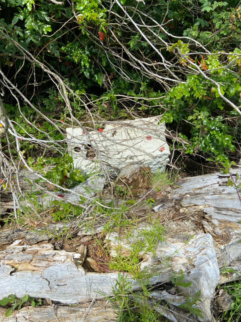 a large rock in the woods (MyCoast AI)